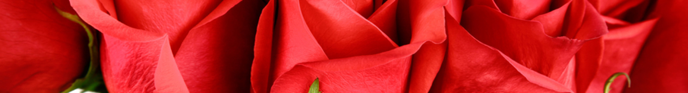 Red Roses - Ecuadorian Red Roses, Atlanta GA Roses, Long Stem Roses ...