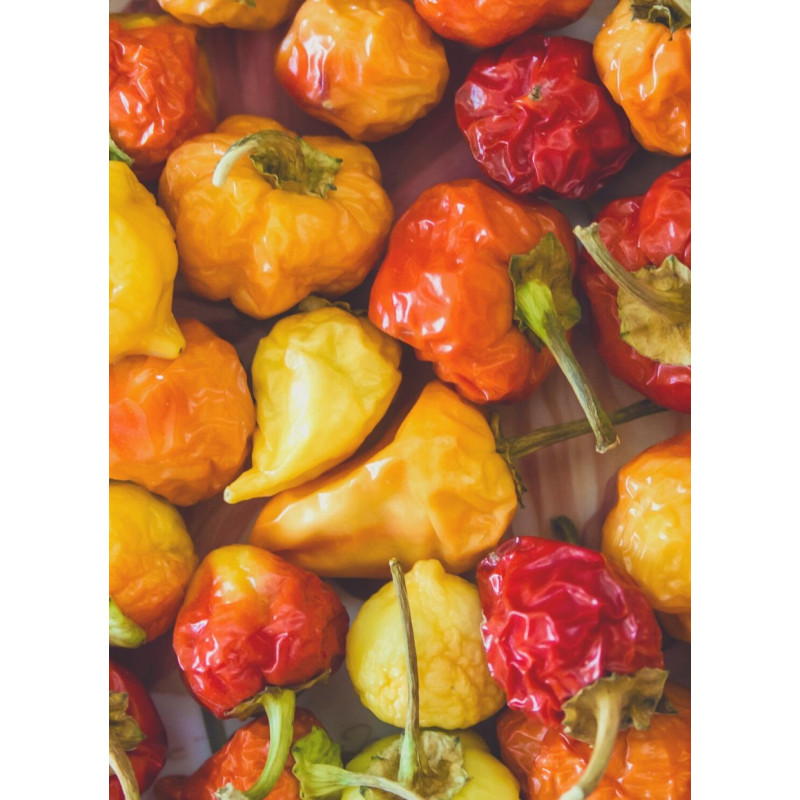 Trinidad Yellow Scorpion Pepper Plant - Same Day Delivery