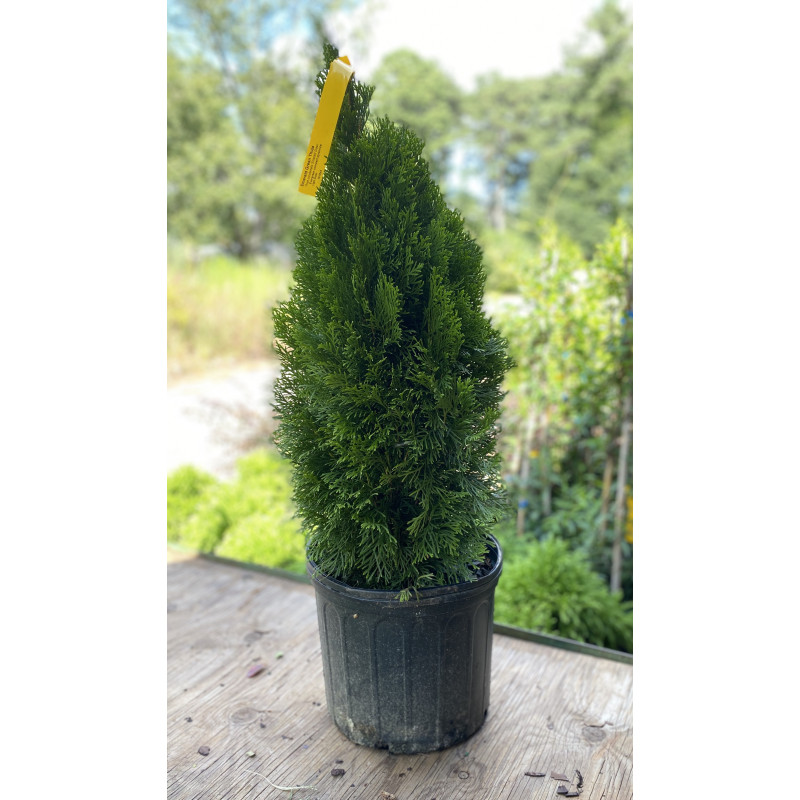Thuja Emerald Green  - Same Day Delivery
