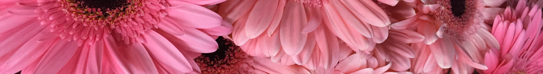 Send daisies for metro Atlanta delivery