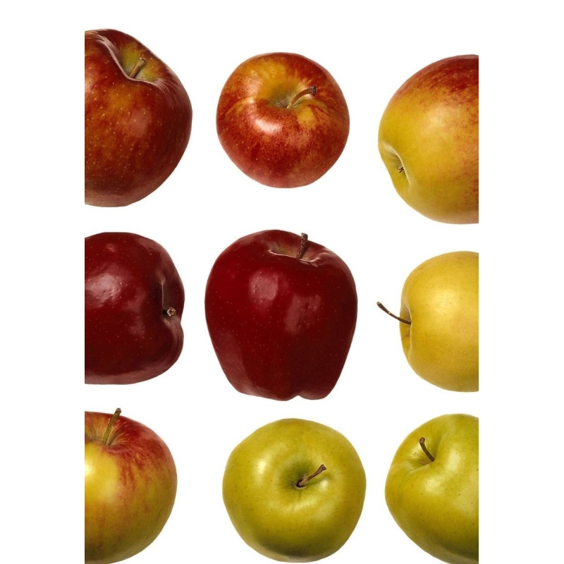 Apple Tree Dorset Gold  - Same Day Delivery