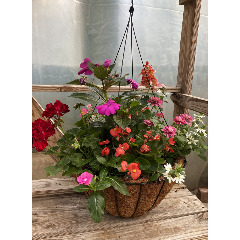 Annual Hanging Basket for Sun - Same Day Delivery