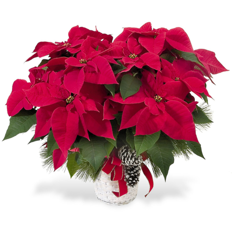Christmas Poinsettia Plant - Same Day Delivery