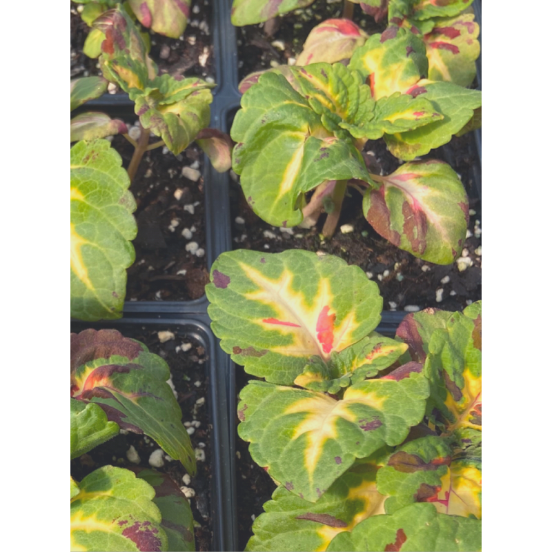 Coleus Kong Mosaic  - Same Day Delivery