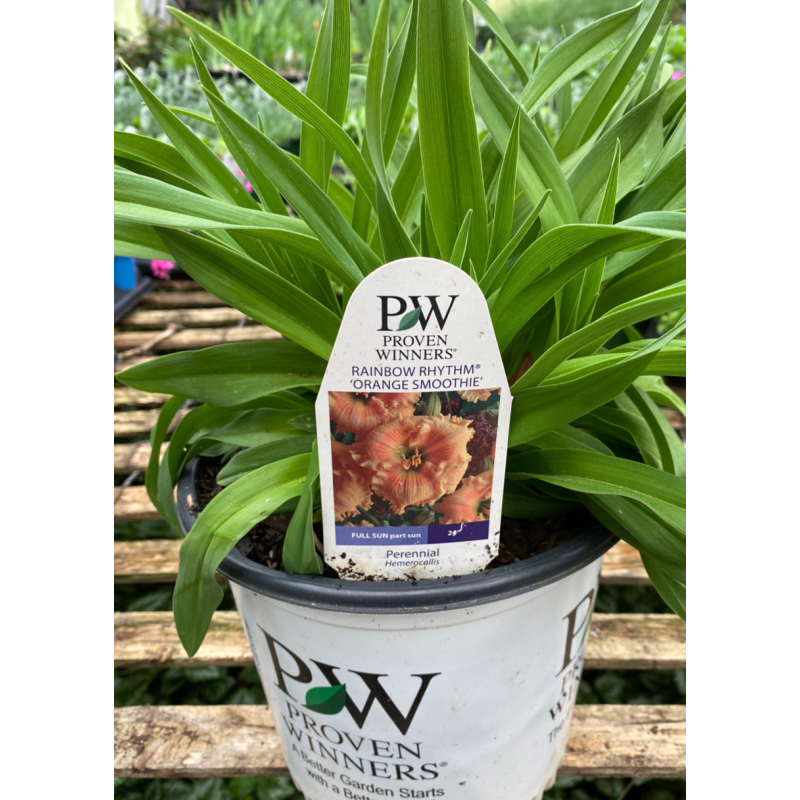 Daylily Orange Smoothie - Same Day Delivery