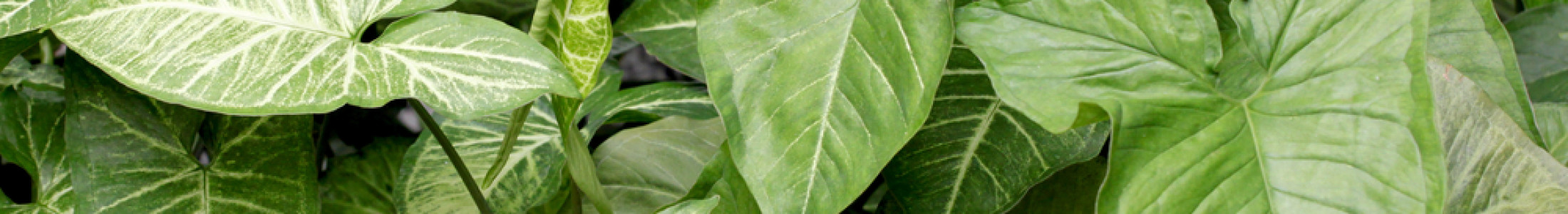 Green Plants