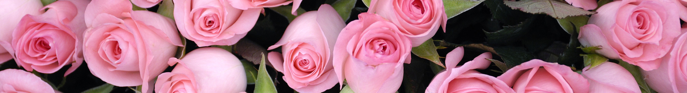 Ecuadorian Roses, Long Stem Roses, Spray Roses