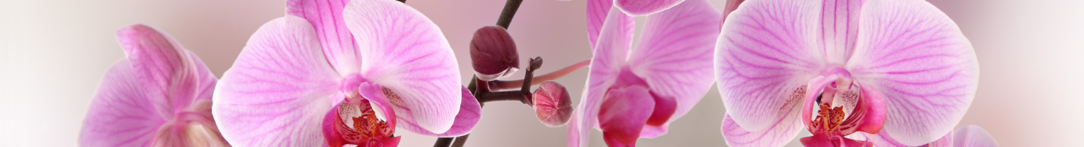 Cymbidium Orchids, Dendrobium Orchids, Phalaenopsis Orchids