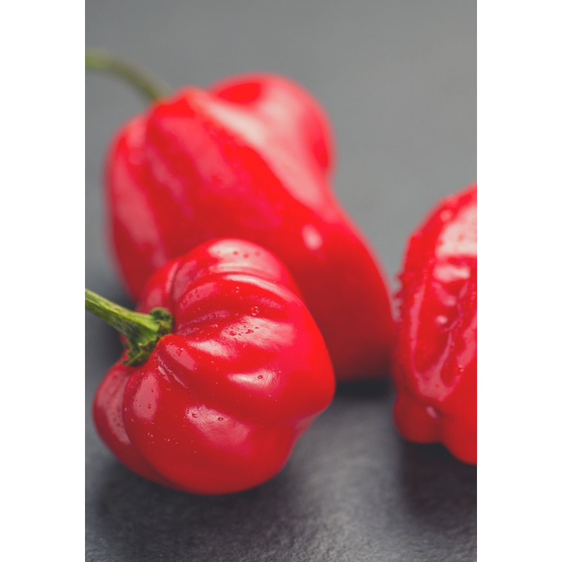 Habanero Pepper Plant - Same Day Delivery