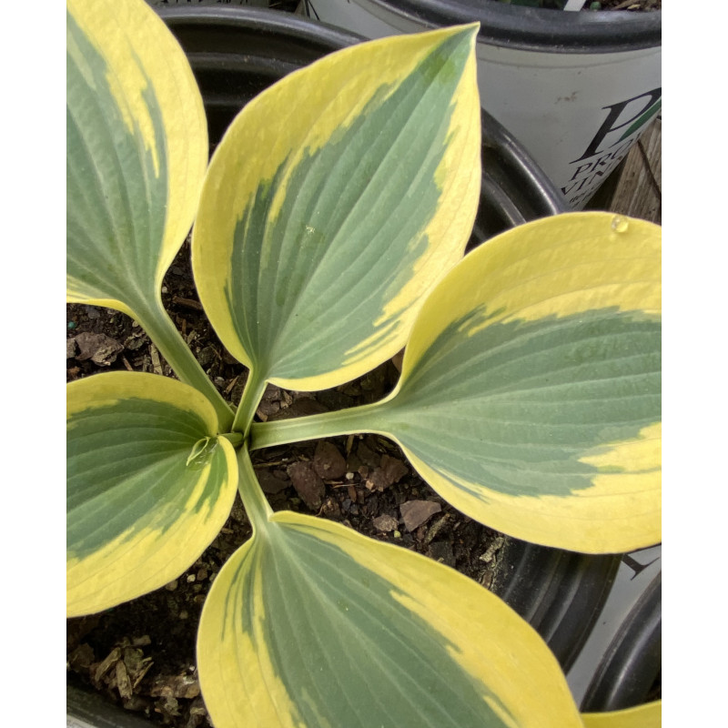 Hosta Autumn Frost - Same Day Delivery