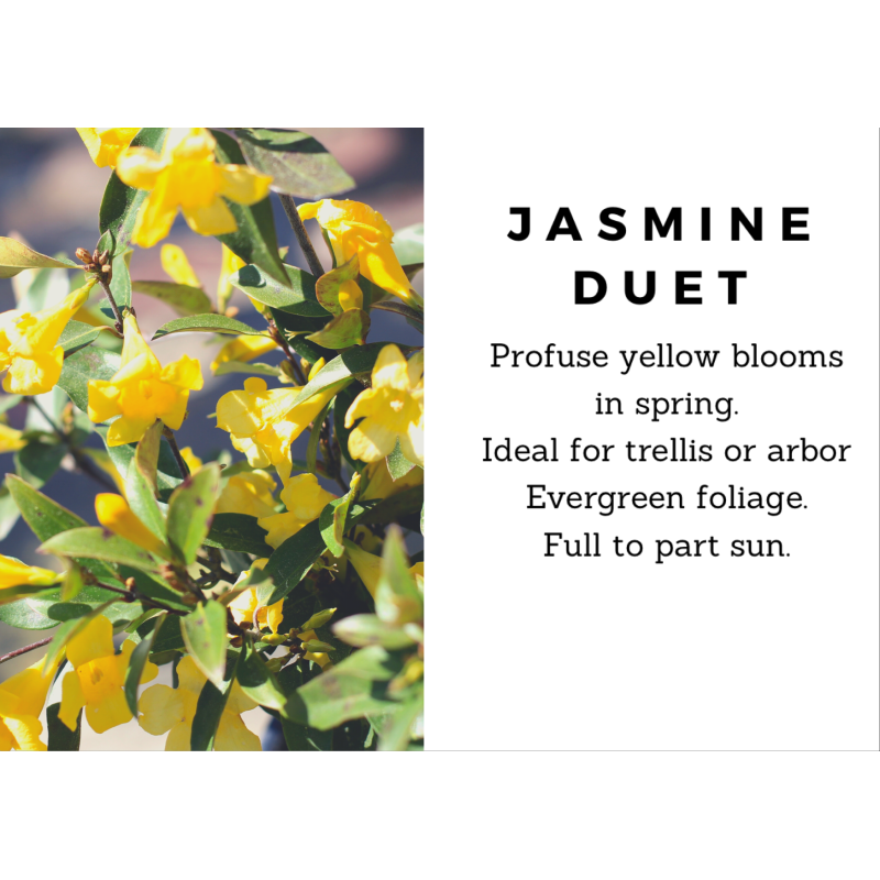 Jasmine Duet - Same Day Delivery