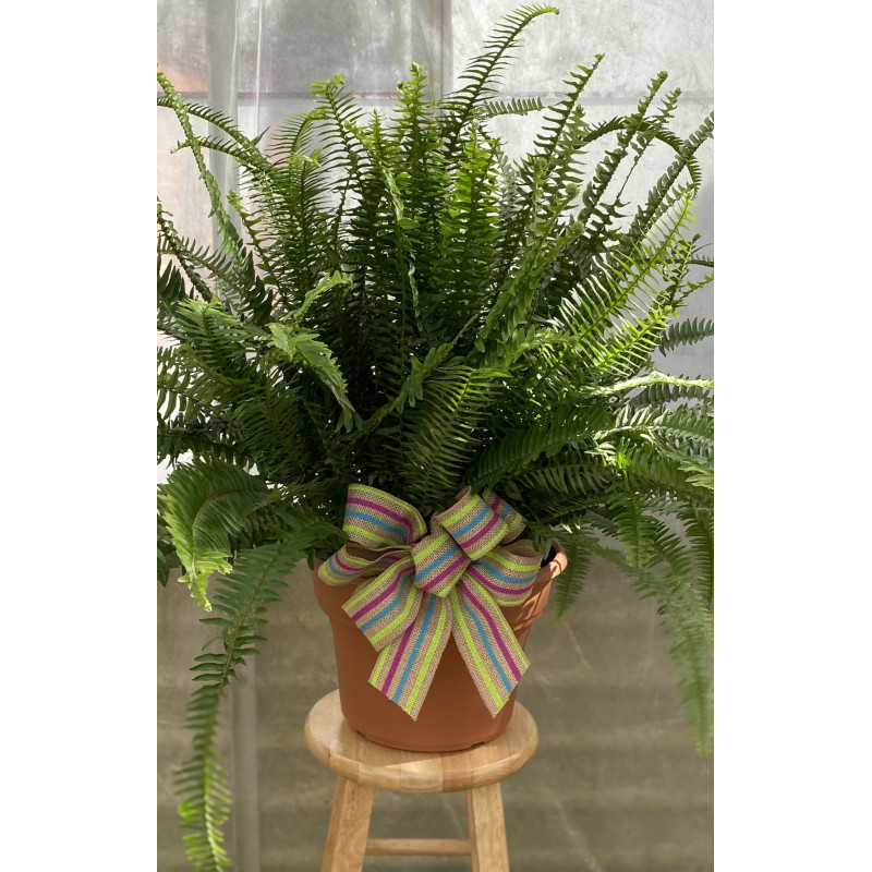 Kimberly Fern - Same Day Delivery