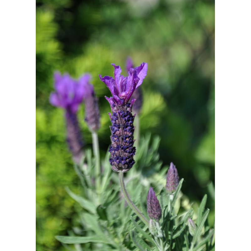 Lavender La Diva Big Night - Same Day Delivery