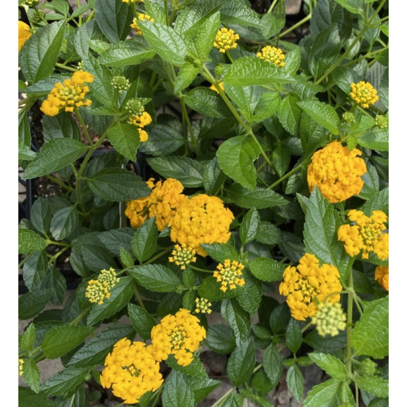Lantana New Gold - Same Day Delivery