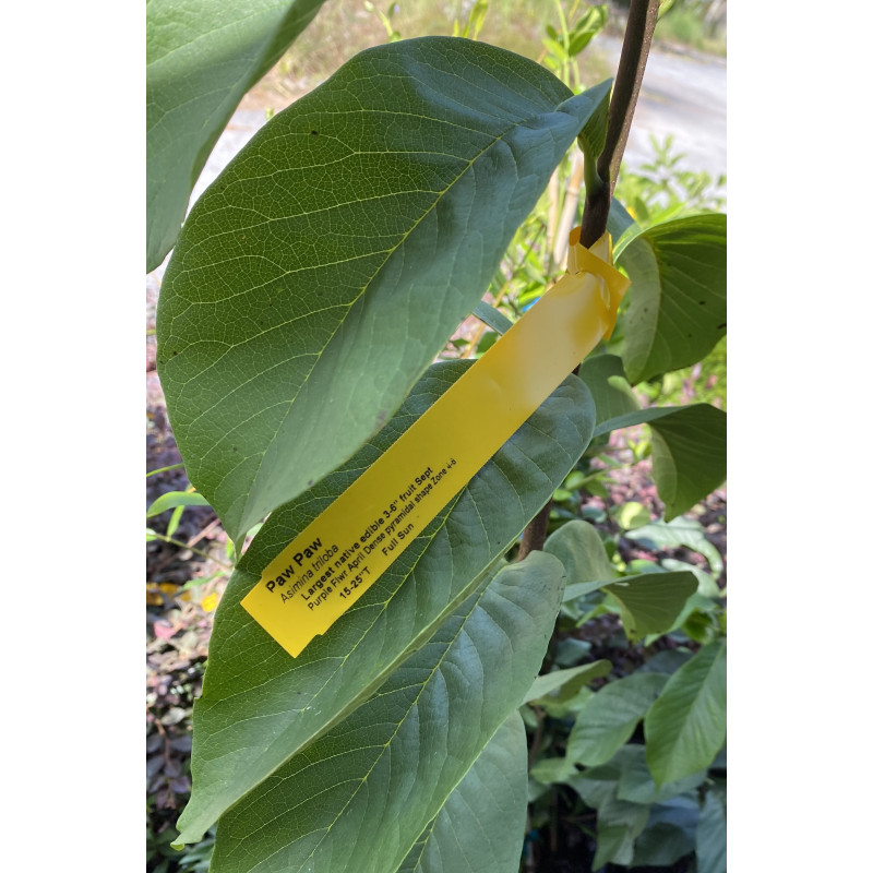 Paw Paw Tree- Common - Same Day Delivery
