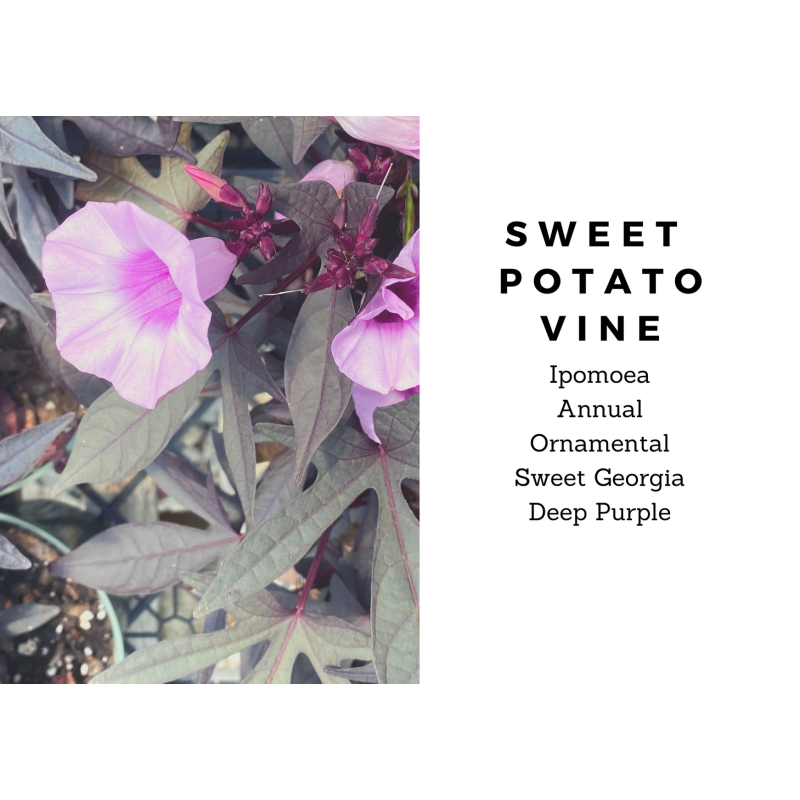 Sweet Potato Vine- Deep Purple - Same Day Delivery