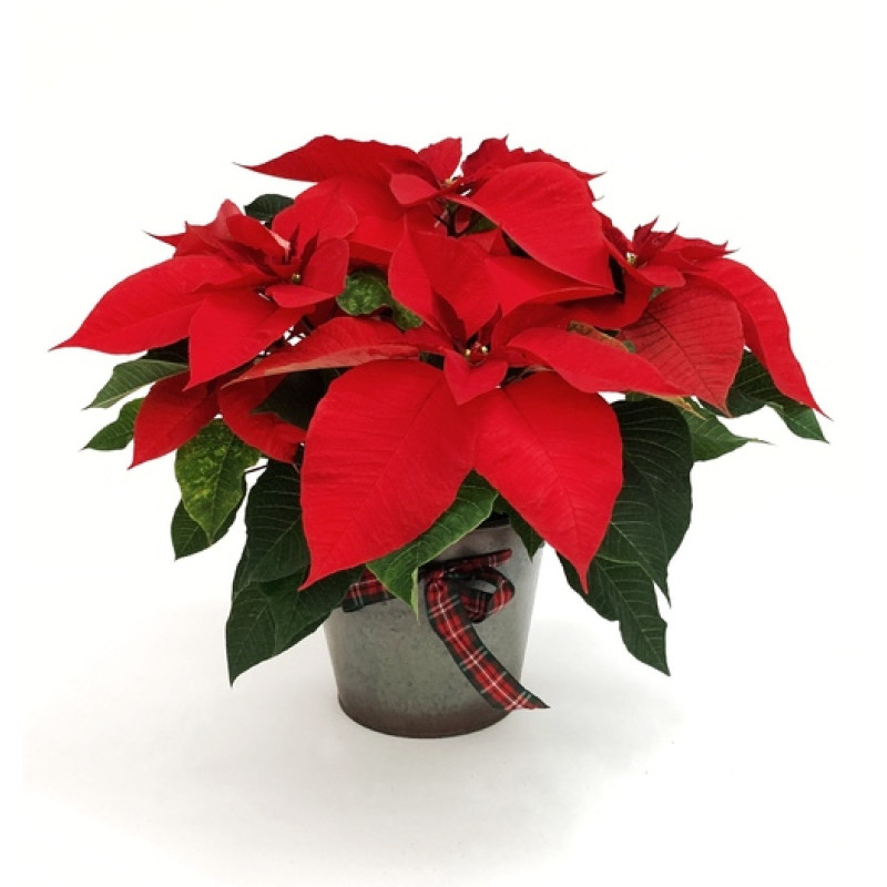 Festive Red Poinsettia Plant - Same Day Delivery