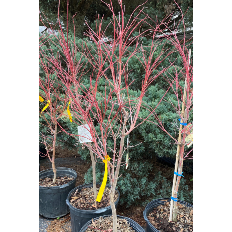 Maple Sango Kaku Japanese Coral Bark - Same Day Delivery