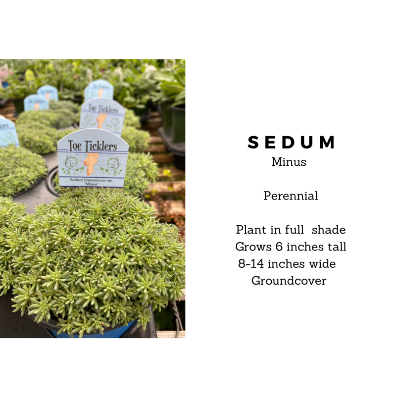Sedum Tiny Buttons Stonecrop - Same Day Delivery