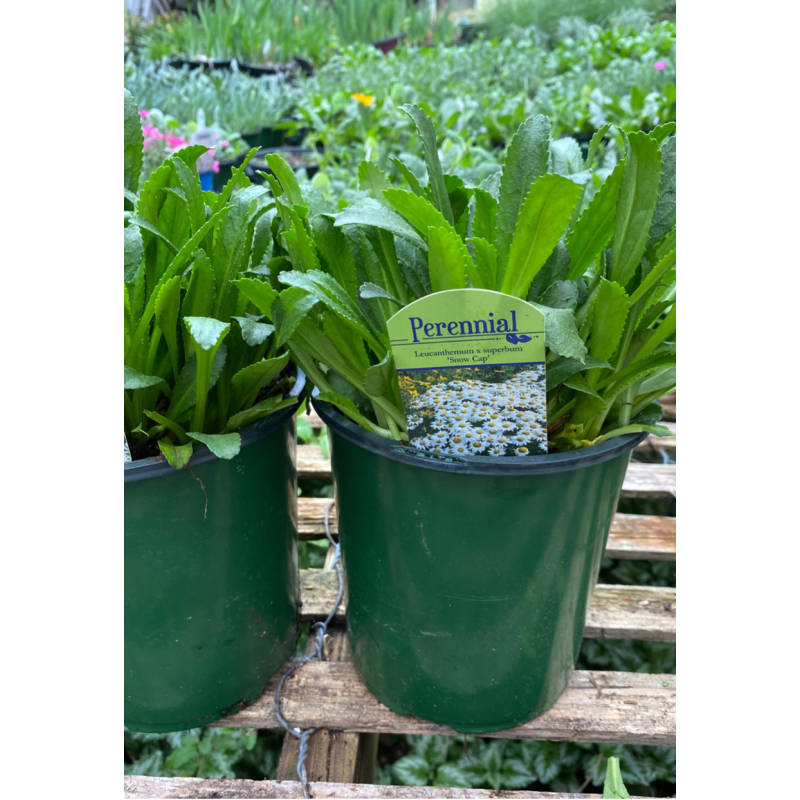 Shasta Daisy Snow Cap - Same Day Delivery