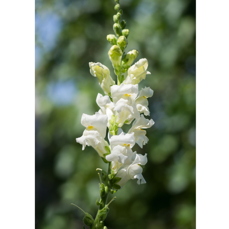 Snapdragon Plant White - Same Day Delivery