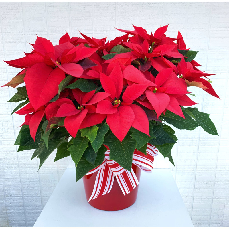 Red Poinsettia Plant - Same Day Delivery