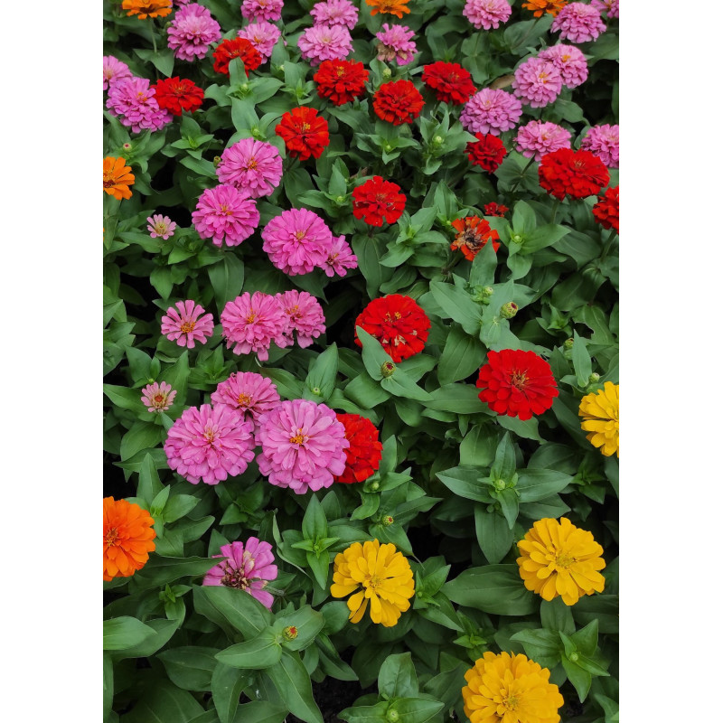 Zinnia Dreamland Mix - Same Day Delivery