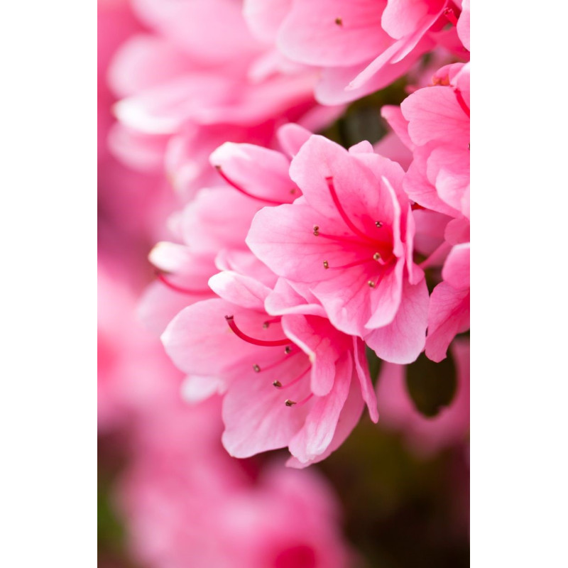 Azalea Coral Bells - Same Day Delivery