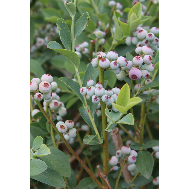 Blueberry Georgia Gem 3 Gal - Same Day Delivery