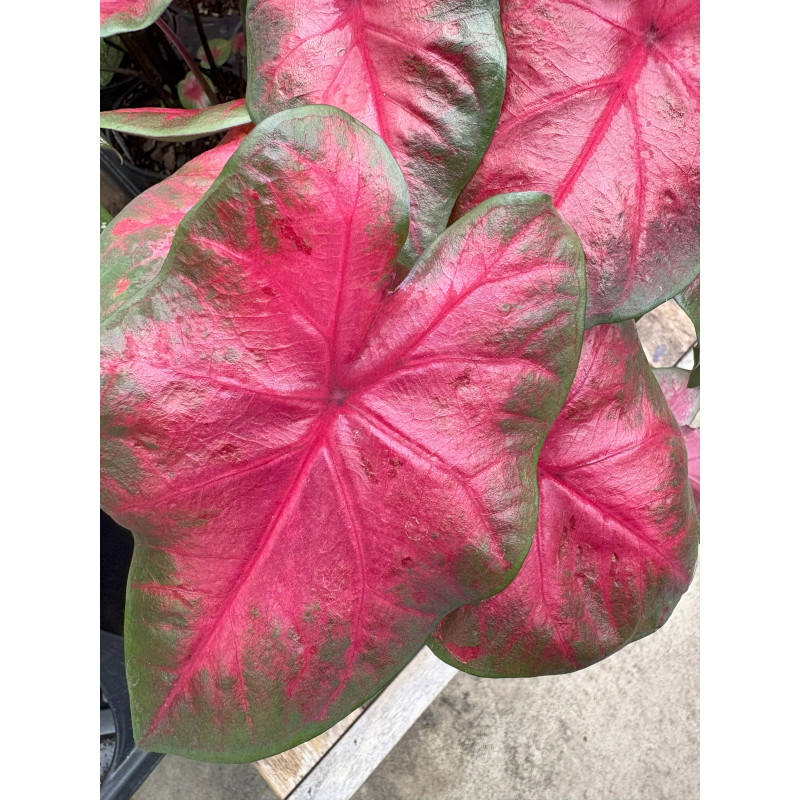 Caladium Postman Joyner - Same Day Delivery