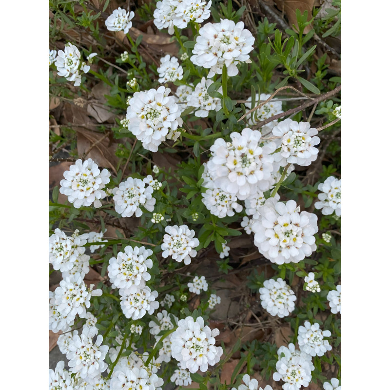Candytuft Snowflake - Same Day Delivery