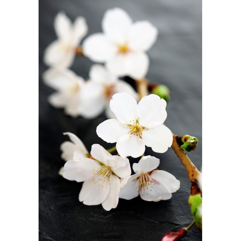 Cherry Tree Yashino - Same Day Delivery