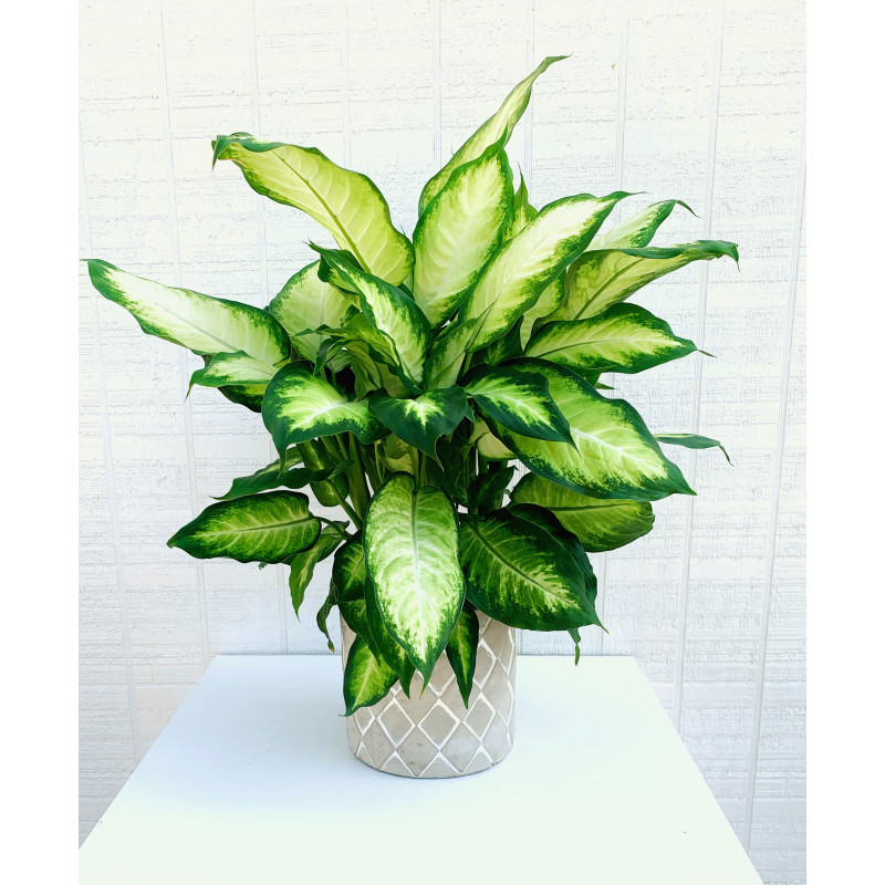 Dieffenbachia Potted Plant - Same Day Delivery