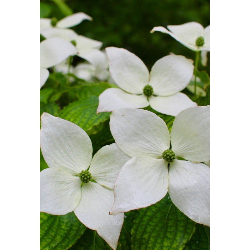 Dogwood Little Poncho - Same Day Delivery