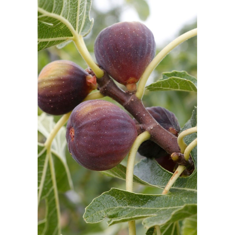 Fig Celeste  Gal - Same Day Delivery