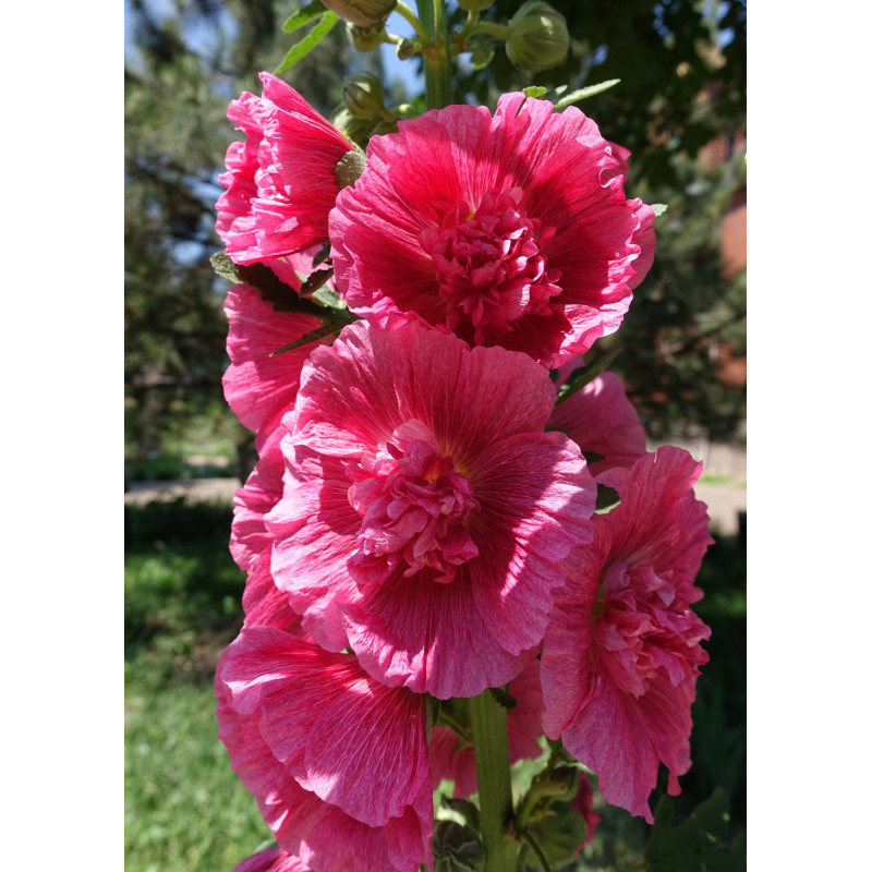 Hollyhocks Chaters Double Mix - Same Day Delivery