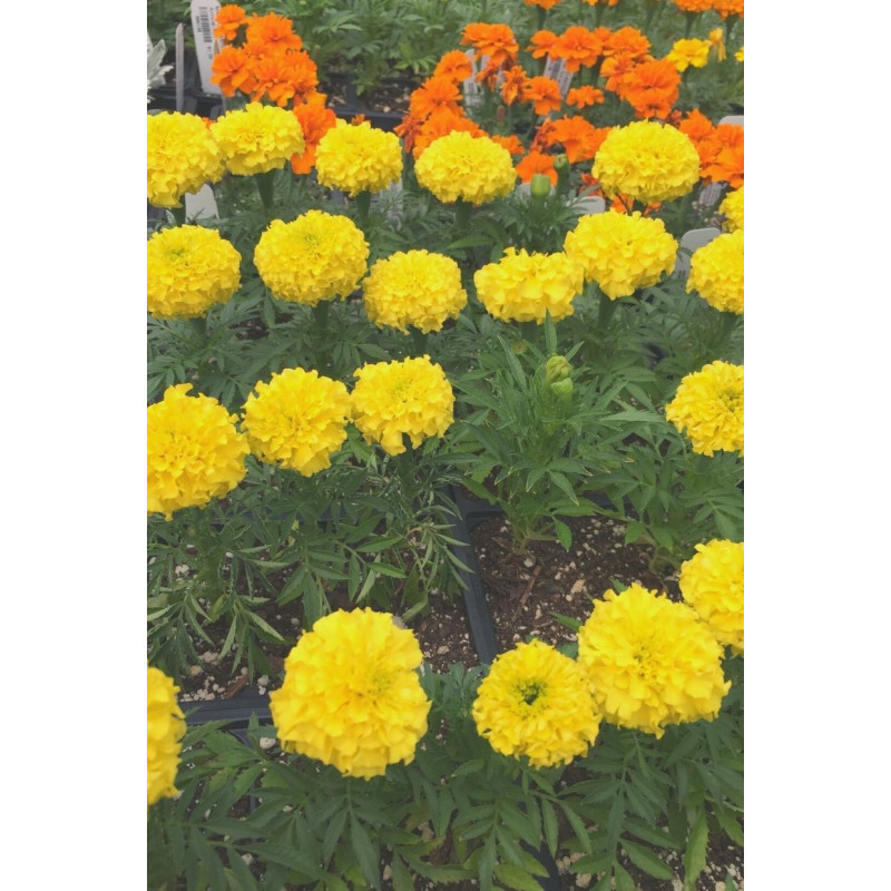 Marigold Tashian Yellow  - Same Day Delivery