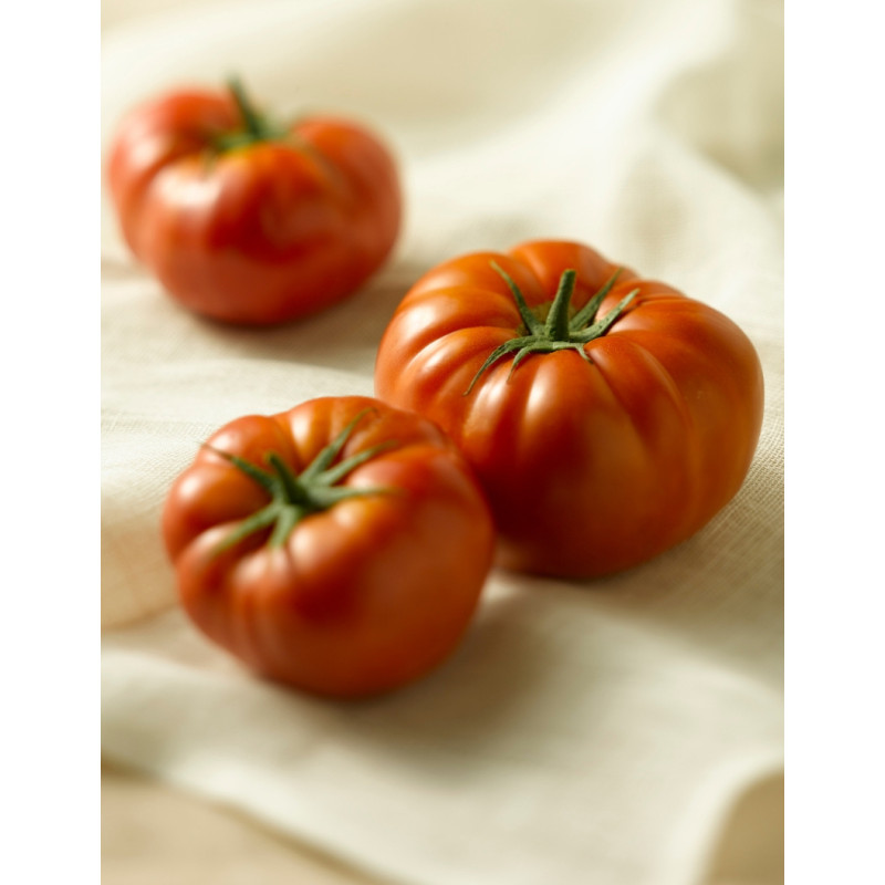 Mortgage Lifter Tomato Plants - Same Day Delivery