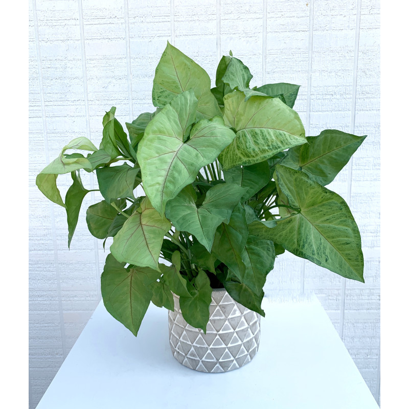 Nephthytis Potted Plant - Same Day Delivery