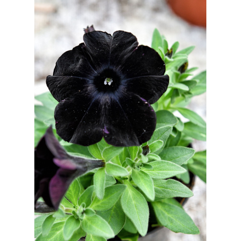 Petunia Ray Black - Same Day Delivery