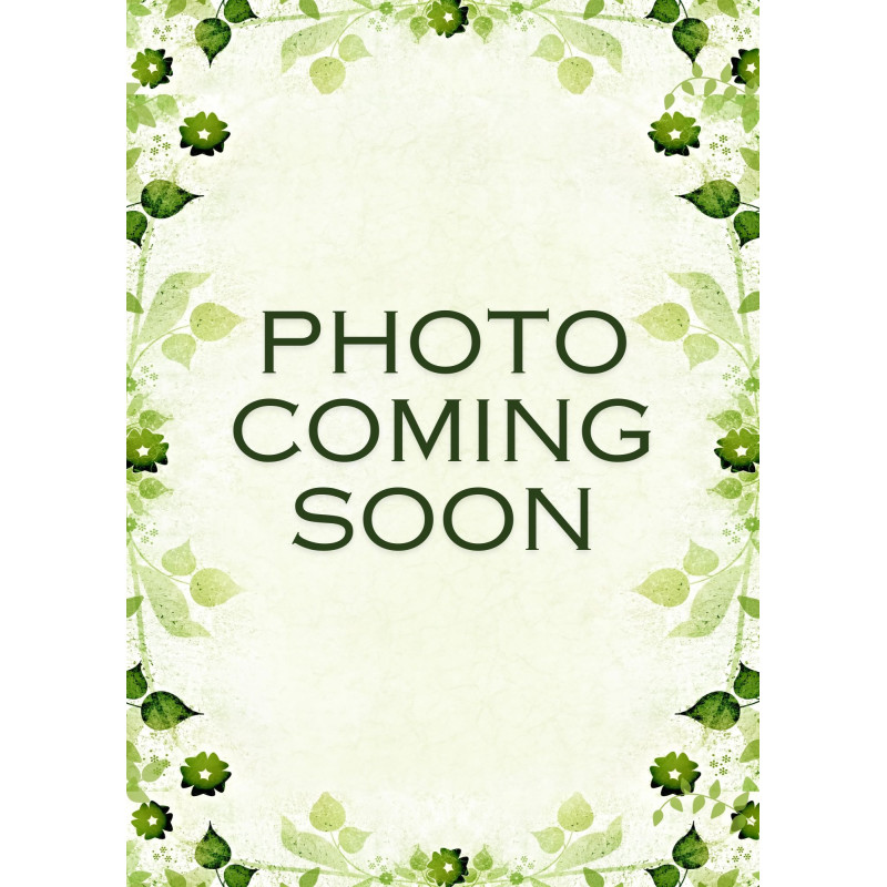 Oregano  Italian Plant  - Same Day Delivery