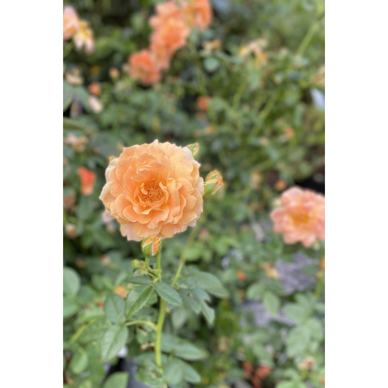 Rose At Last - Same Day Delivery