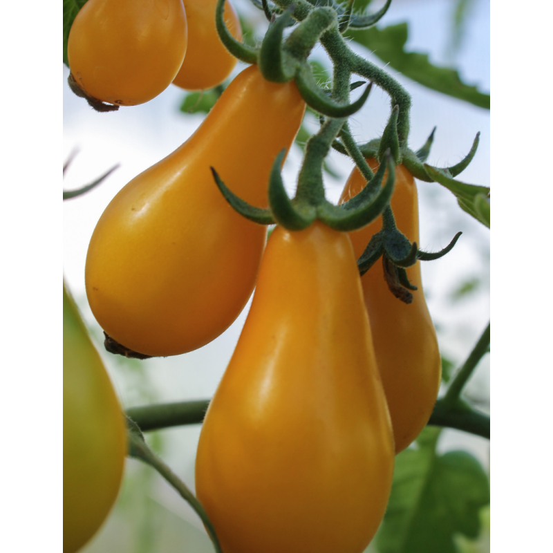 Yellow Pear Tomato Plants  - Same Day Delivery