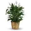 Peace Lily Plant: Traditional